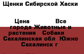 Щенки Сибирской Хаски › Цена ­ 20 000 - Все города Животные и растения » Собаки   . Сахалинская обл.,Южно-Сахалинск г.